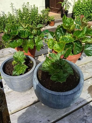 4 Begonias ceramic & terracotta pots