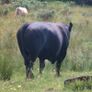 Pedigree Aberdeen Angus Bull  Ennis Mart 09/07 Image 3