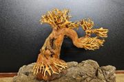 Bonsai Tree Winding Style Medium