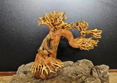 Bonsai Tree Winding Style Medium