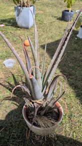 Free plants