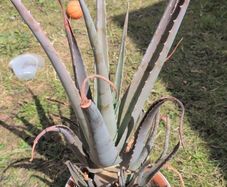 Free plants