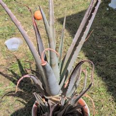 Free plants