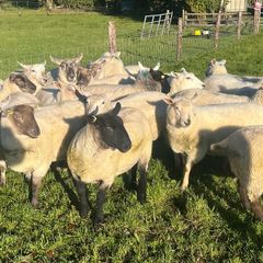 Hogget ewe