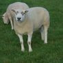 Texel and Charloais Rams Image 6