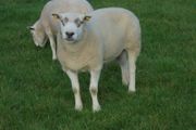 Texel and Charloais Rams