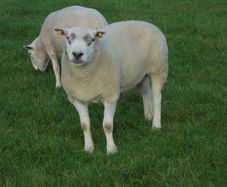 Texel and Charloais Rams