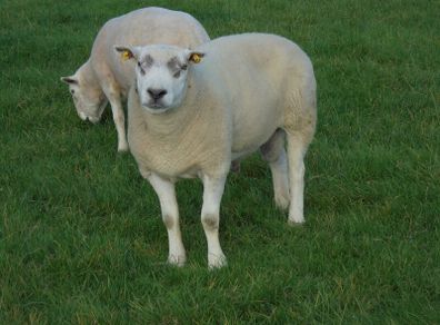 Texel and Charloais Rams