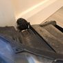 Seat Ateca Headlight Set Image 3