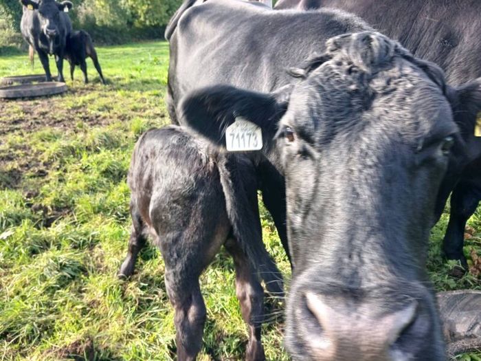 3 AA first calvers