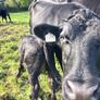 3 AA first calvers Image 4