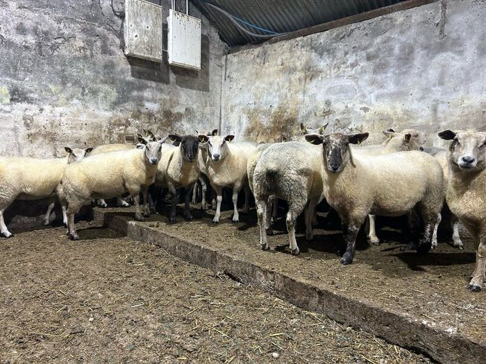 Hoggets
