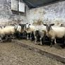 Hoggets Image 3
