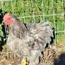 Pekins Image 3