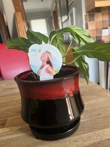 plant