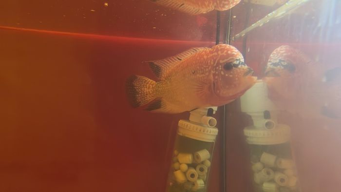 fish tank & fish