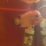 fish tank & fish Image 6