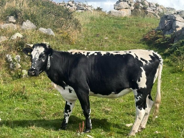 Cow