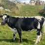 Cow Image 3