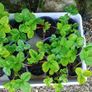 Strawberry plants and raspberry plants for sale Image 3