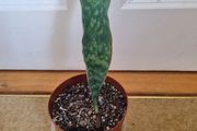Whale Fin Snake plant