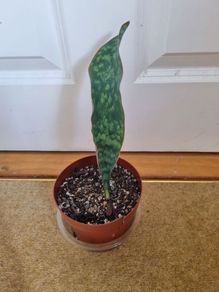 Whale Fin Snake plant