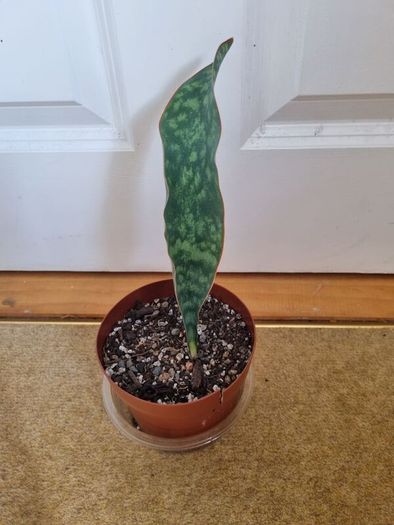 Whale Fin Snake plant