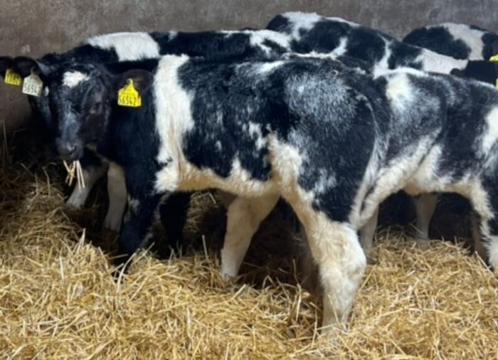 Belgian Blue Heifer Calves