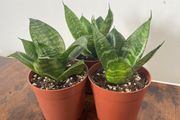 Mini/ dwarf snake plant house plant