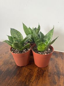 Mini/ dwarf snake plant house plant