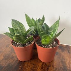 Mini/ dwarf snake plant house plant