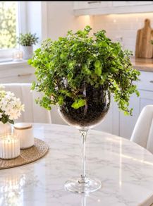 Callisia (indoor)plant