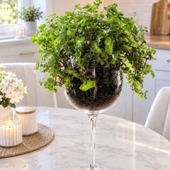 Callisia (indoor)plant