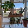 Money Tree - 63cm tall Image 2