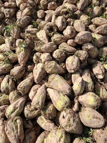 Beet
