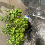 plant Image 4