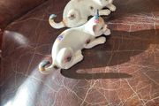 cat ornaments