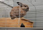 rabbit
