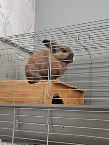 rabbit