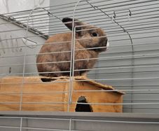 rabbit