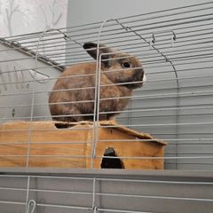 rabbit
