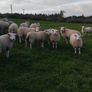 Sheep Image 5