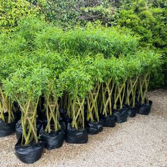 Living Willow Sculptures 15-20 euro each