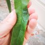 Hoya Amrita cutting Image 2