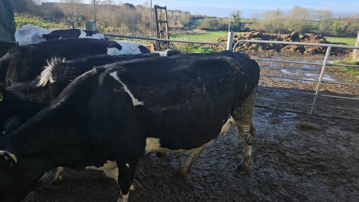 Dairy cows and heifers