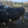 Dairy cows and heifers Image 10