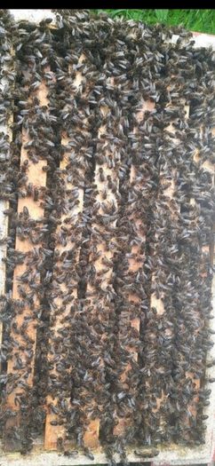 Nucs of Bees