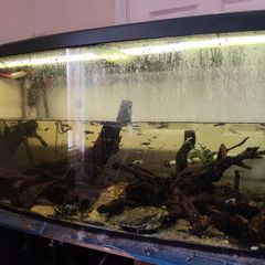 Selling 550-liter aquarium with stand, filter, heater, lighting unit, rocks, 4 pieces of wood, and 2 wave pumps