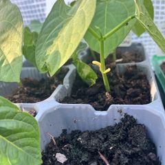 Climbing French beans