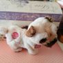 Pets Alive Pug Puppy Image 6